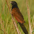 Coucal noir