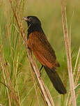 Coucal noir