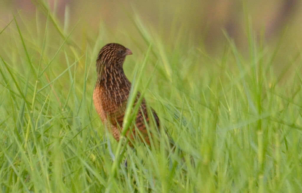 Coucal noiradulte internuptial, identification