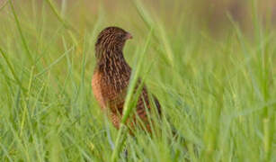 Black Coucal