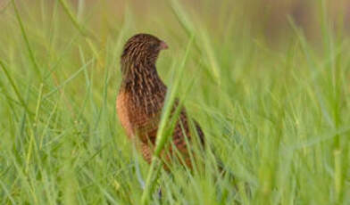 Coucal noir