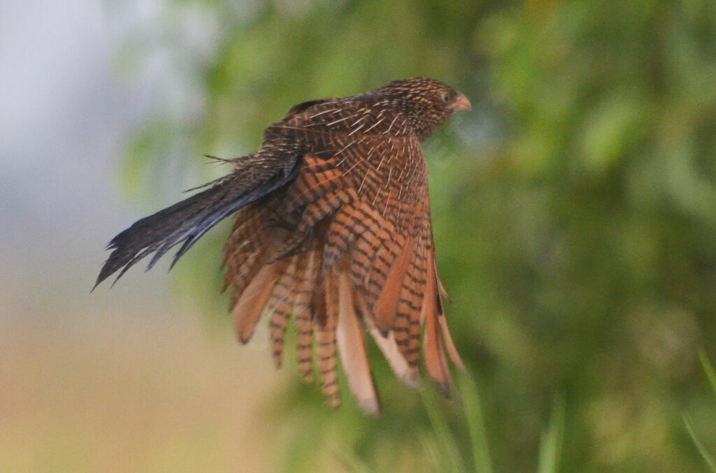 Coucal noiradulte internuptial, identification