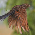 Coucal noir
