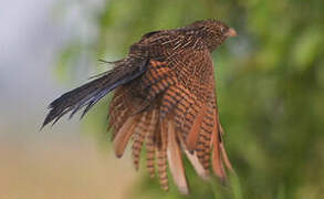 Black Coucal