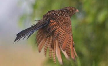 Coucal noir