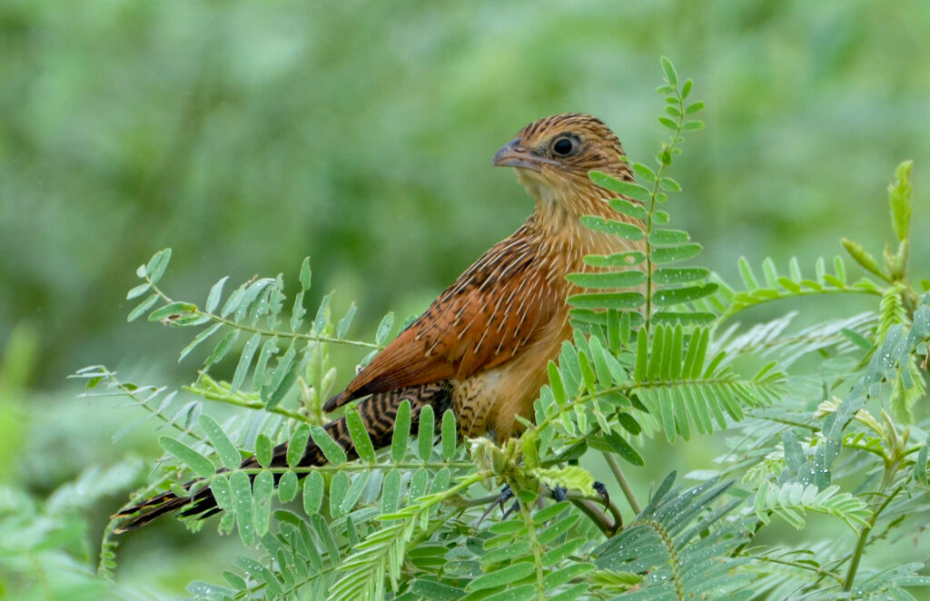 Coucal noiradulte internuptial, identification, pigmentation