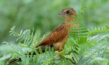 Coucal noir