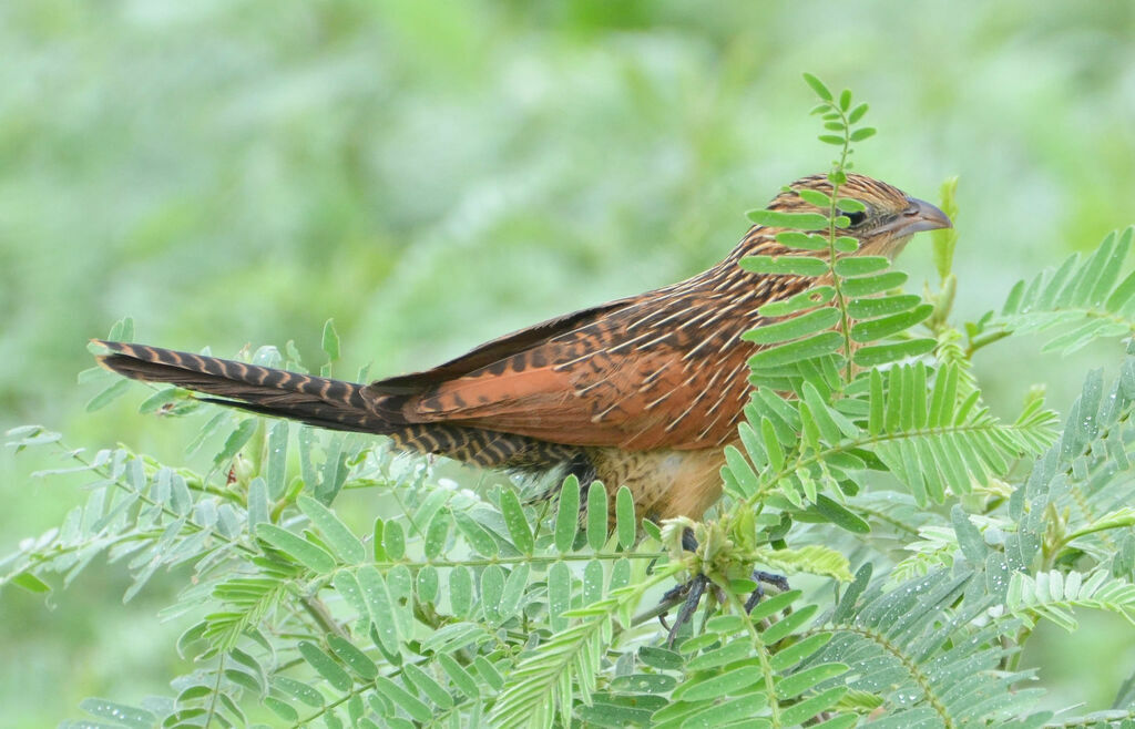 Coucal noiradulte internuptial, identification