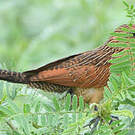 Coucal noir