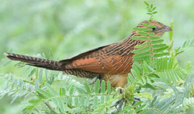 Coucal noir