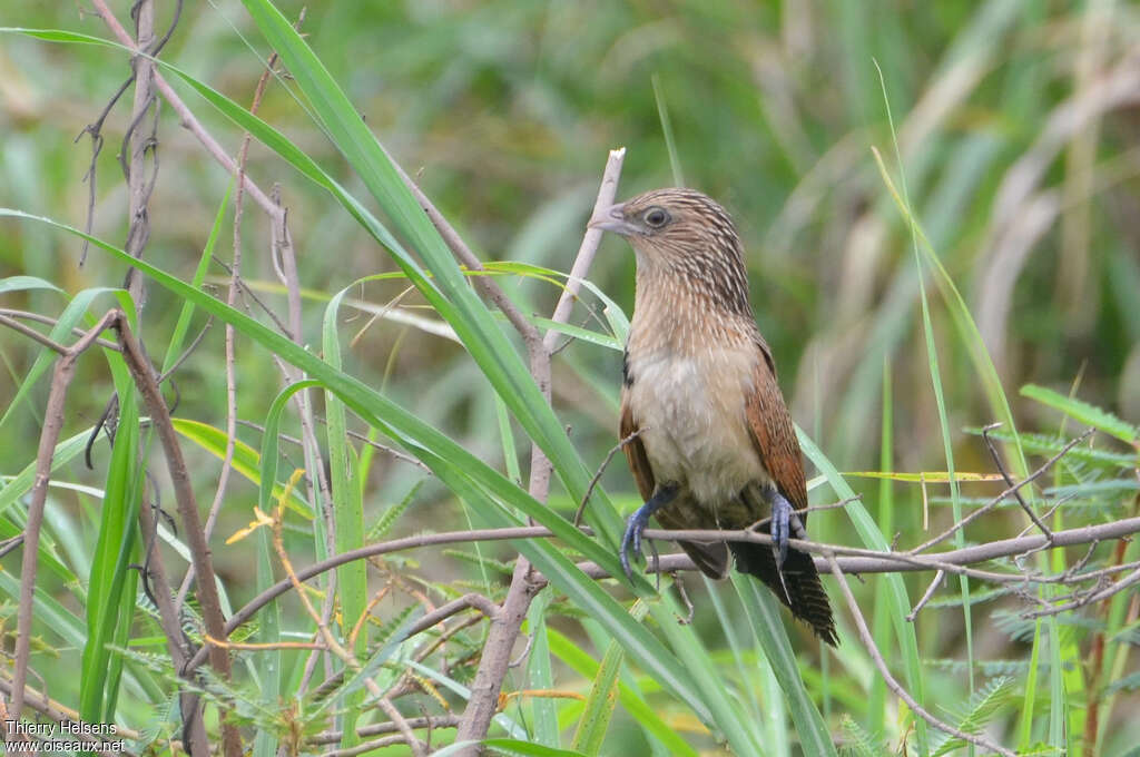 Black Coucaladult post breeding, identification