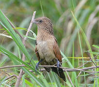 Black Coucal