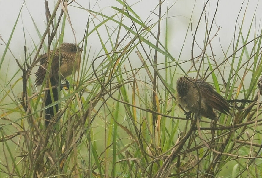 Coucal noirjuvénile, identification