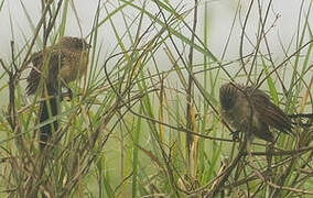 Coucal noir