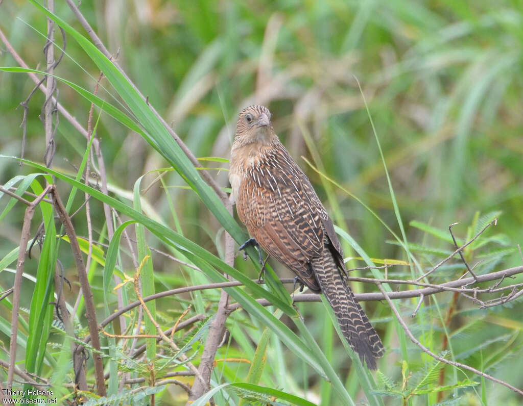 Black Coucaladult post breeding, identification