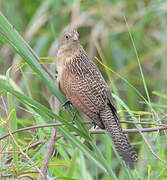 Black Coucal