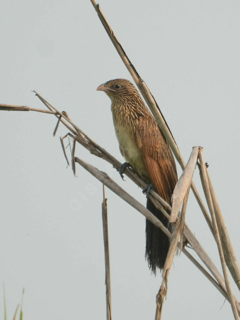 Coucal noirimmature, identification