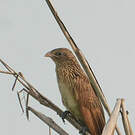 Coucal noir