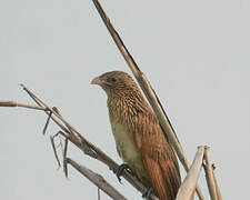 Black Coucal