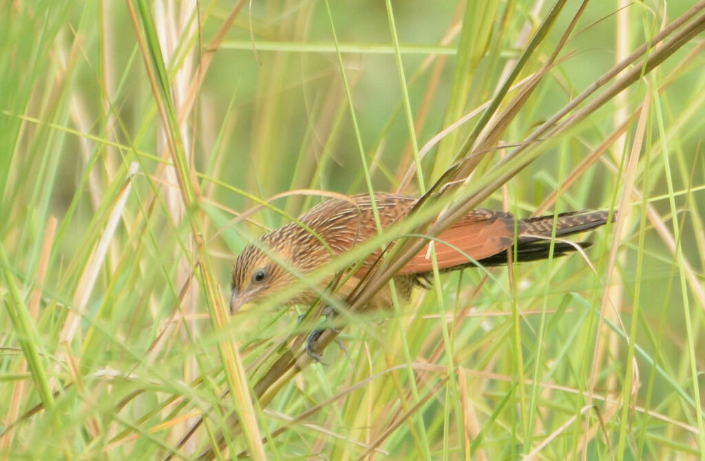 Coucal noiradulte internuptial