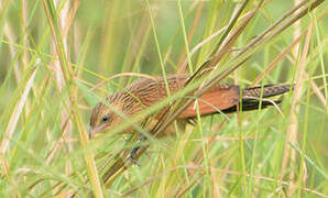 Coucal noir