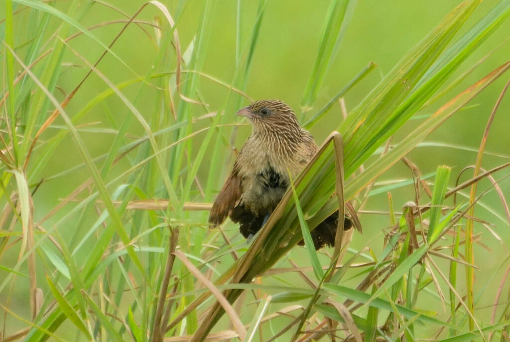 Black Coucaladult post breeding