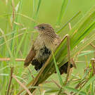 Coucal noir
