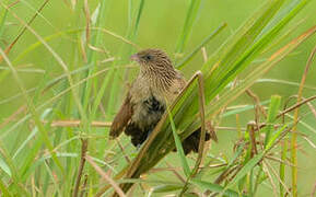 Black Coucal