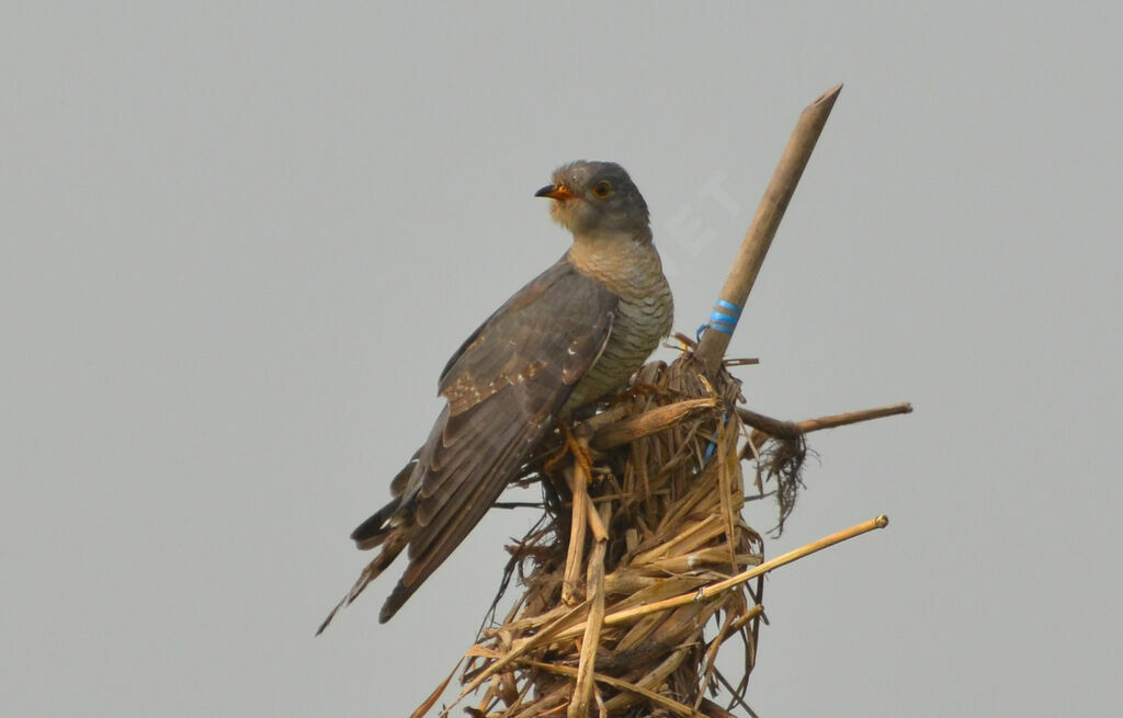 Coucou africainadulte, identification