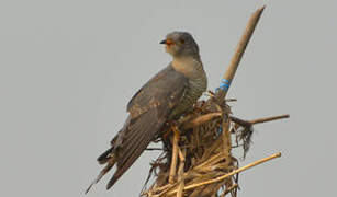 African Cuckoo