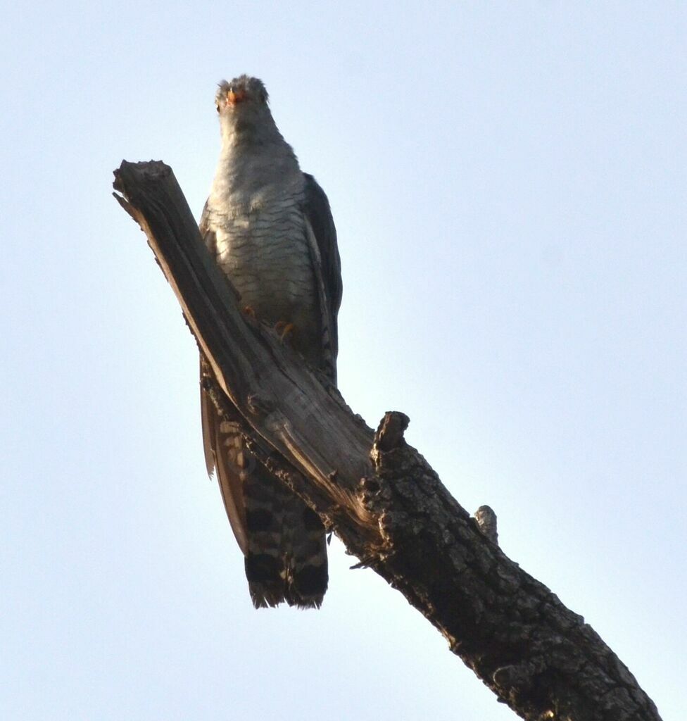 African Cuckooadult breeding