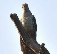 African Cuckoo
