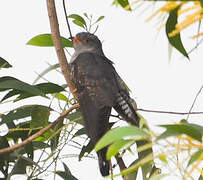 African Cuckoo