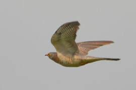 African Cuckoo