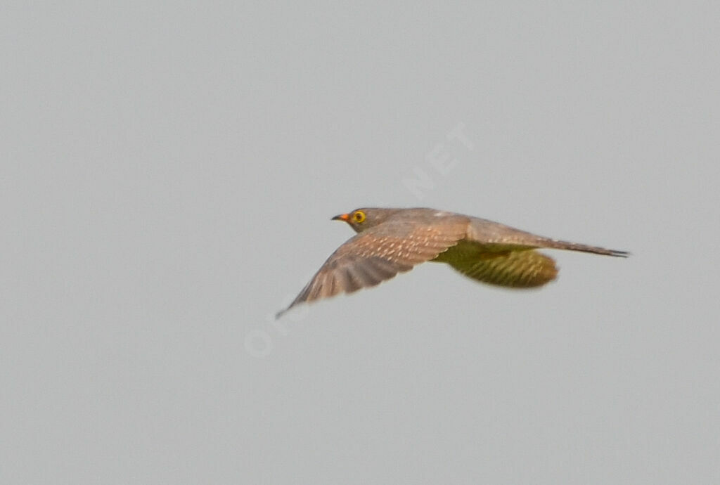 African Cuckoo, Flight