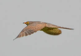 African Cuckoo