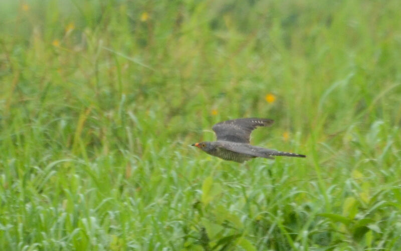 African Cuckooadult, Flight