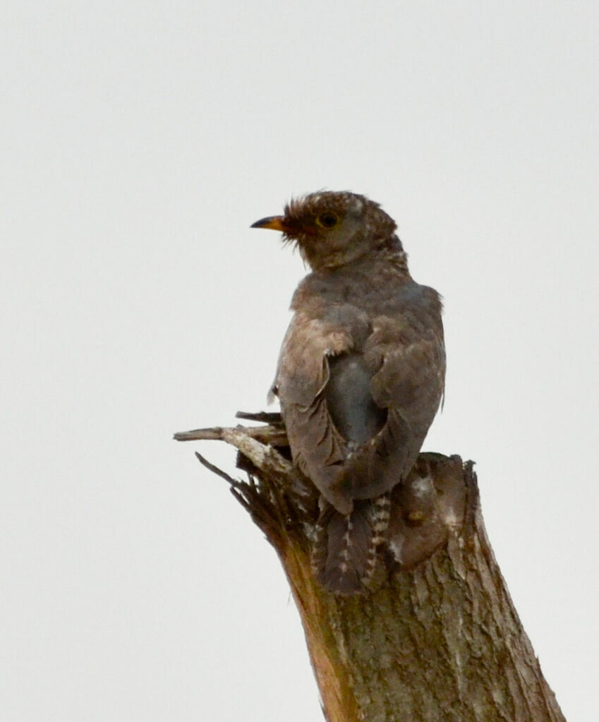 African Cuckoosubadult, identification