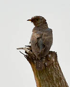 African Cuckoo