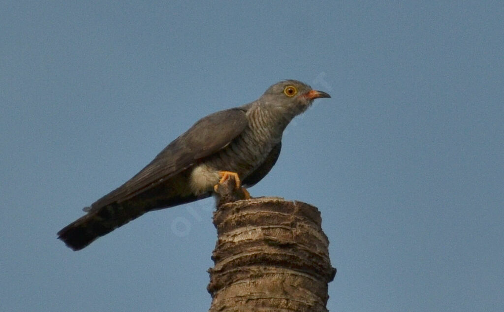 African Cuckooadult, identification