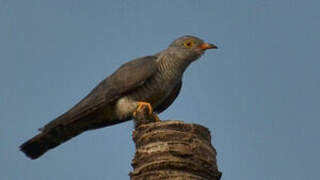 African Cuckoo