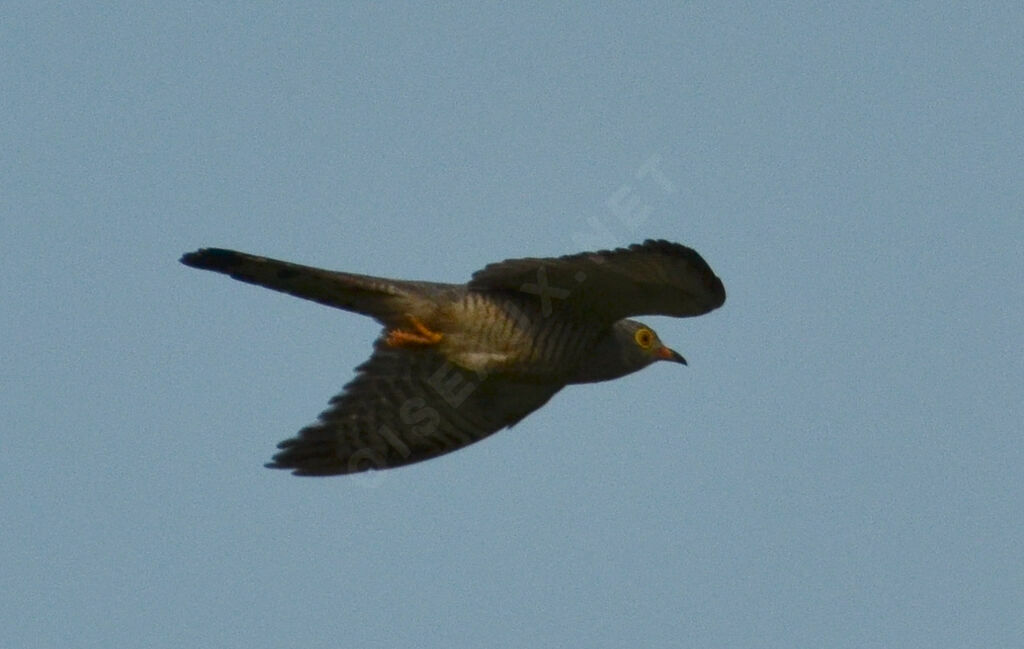 African Cuckooadult, Flight