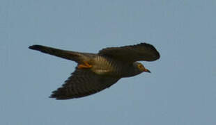 African Cuckoo