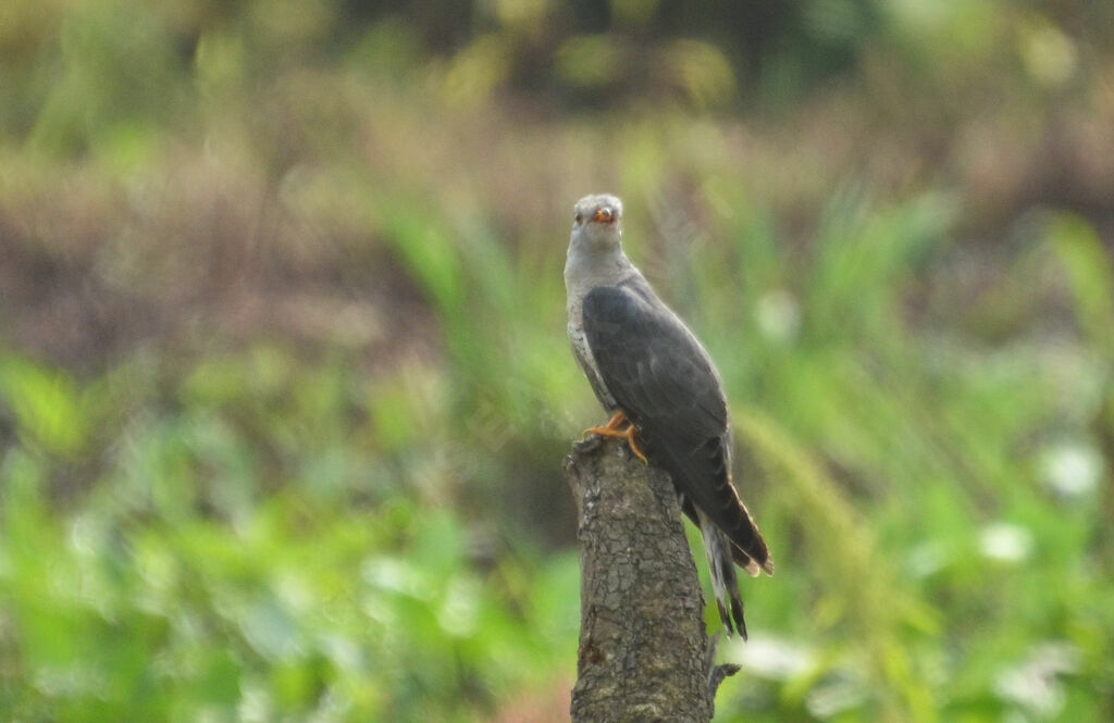 African Cuckoo