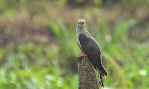 African Cuckoo