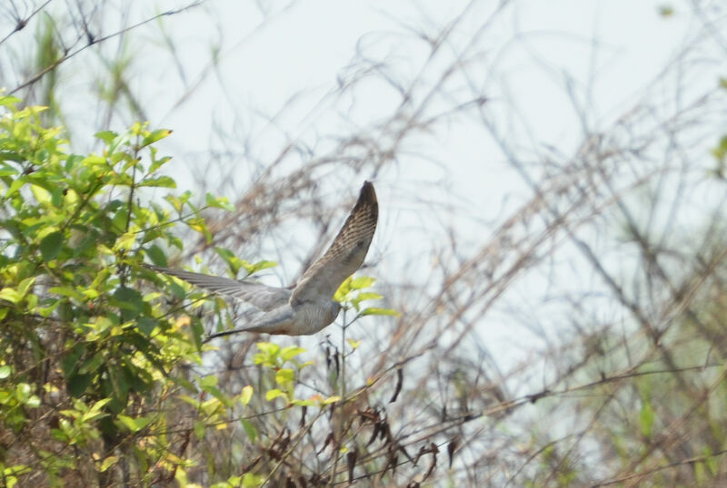 African Cuckoo, Flight