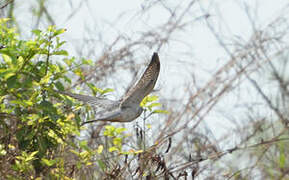 African Cuckoo