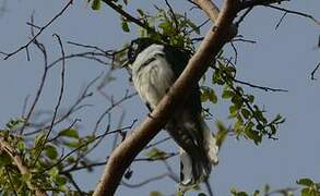 Klaas's Cuckoo