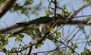 Klaas's Cuckoo