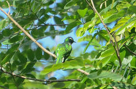 Klaas's Cuckoo